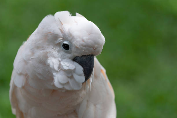 istock White beautiful feather macaw parrot with classic green grass background. 1278553079