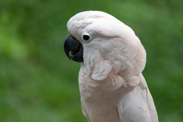 istock White beautiful feather macaw parrot with classic green grass background. 1278553083