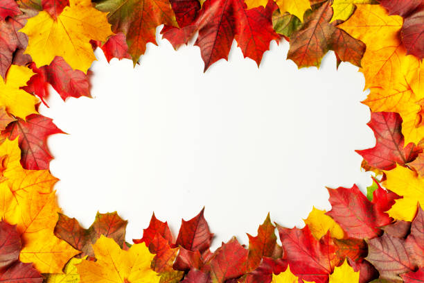 istock Autumn maple leaves on a white background. Frame for text. Flat lay, top view, copyspace 1278553129