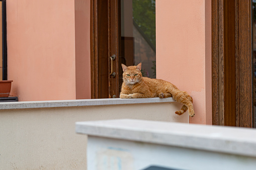 Handsome red cat on the city street. Popular domestic animal in Italy. Focus on cat