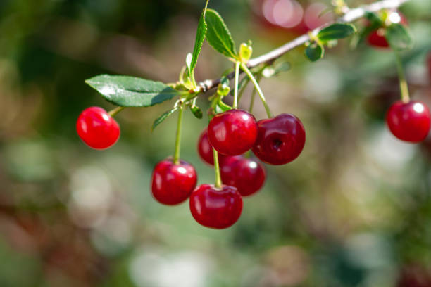 istock Felt cherry branch with ripe berries in Sunny weather 1278554629