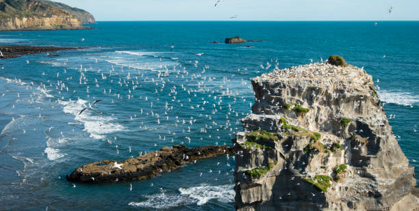 grande rebanho de gaivotas voando sobre a colônia muriwai gannet, waitakere, auckland - murawai beach - fotografias e filmes do acervo