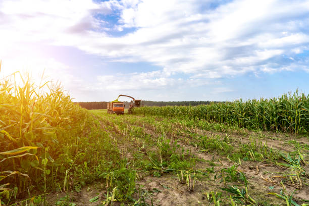 istock harvesting corn from the field using a combine harvester. 1278554932