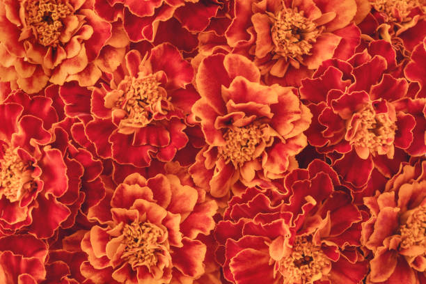 istock orange and dark red blooming marigold flowers background 1278557158