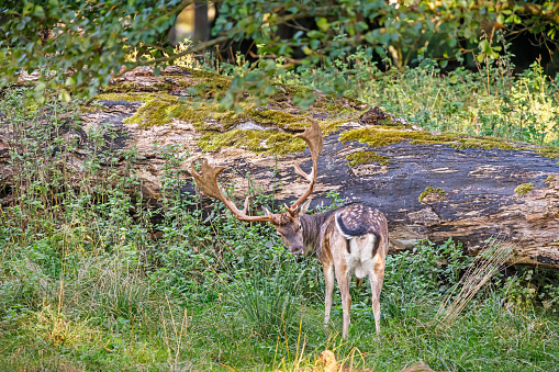 Single male fallow deer in The Deer Garden, Dyrehaven which is a former royal hunting ground which is converted into a popular public park and since 2015 has been a UNESCO World Heritage Site.