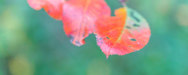 istock red autumn leaves among yellow foliage, blurry background 1278558169
