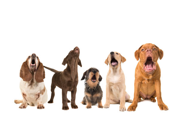 Group of dogs with various breeds looking up singing on a white background