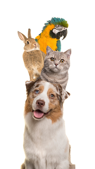 Portrait of a dog, cat, rabbit and a parrot piled up vertically isolated on a white background