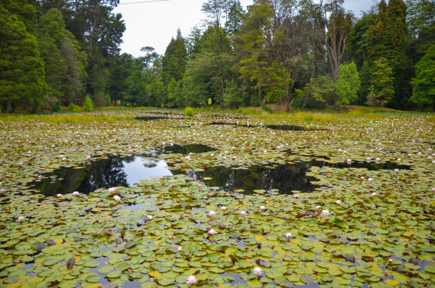 istock Small lake with waterlilies on surface in Valdivia, Chile 1278558318