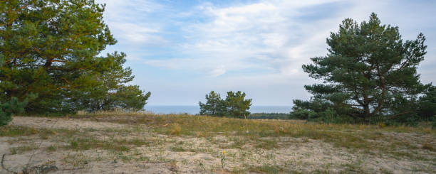 istock glade with pine trees, blue sea and sky on the background 1278558556