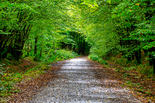 Gravel path in the landscape with grass and trees