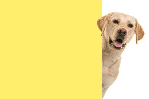 verticale d’un chien blond de retriever de labrador regardant autour du coin d’une planche vide jaune avec l’espace pour la copie - regarder à la dérobée photos et images de collection