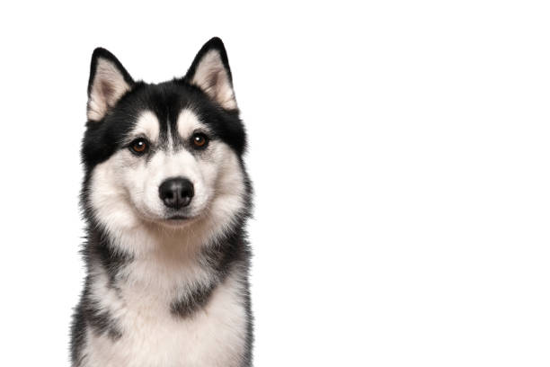 Portrait of a siberian husky looking at the camera on a white background Portrait of a siberian husky looking at the camera on a white background husky stock pictures, royalty-free photos & images