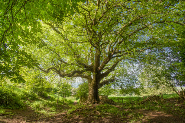istock Large pretty old maple tree in a rural landscape 1278559587