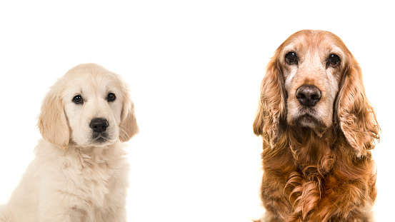 Portrait of a senior Cocker Spaniel dog and a young golden Retriever puppy on a white background