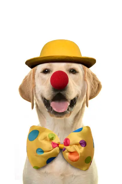 Labrador retriever with a huge smile dressed up as a clown on a white background
