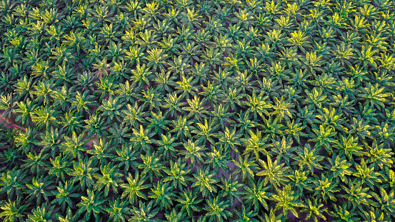 Drone shot of oil palm trees directly from above