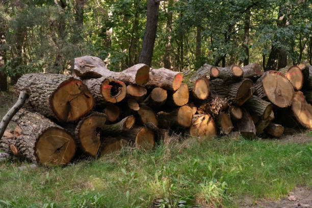 istock pile of tree trunks in the forest 1278562074