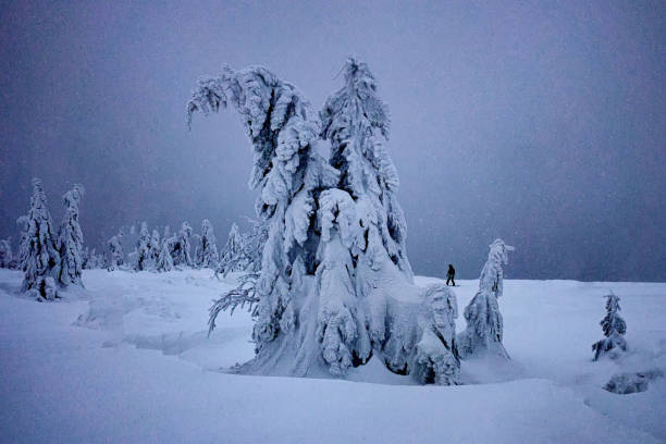 istock frozen trees with snow virgin nature winter still life 1278562771