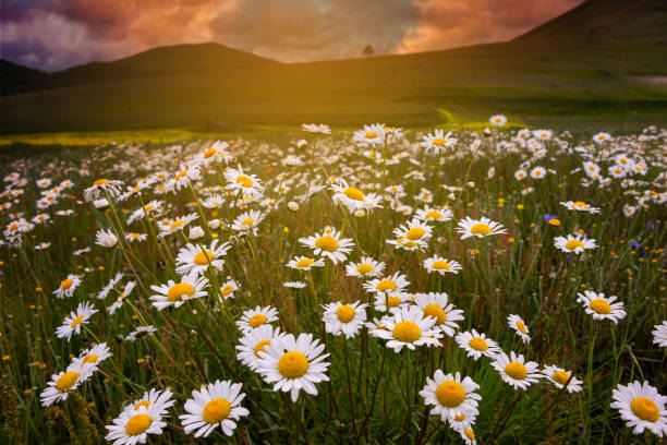 istock Wild daisy flowers on sunset in summer 1278563087