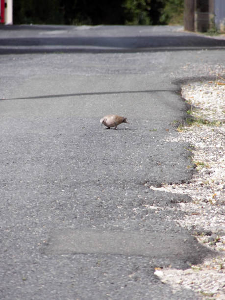 istock One turtledove who was looking down the asphalt 1278563187