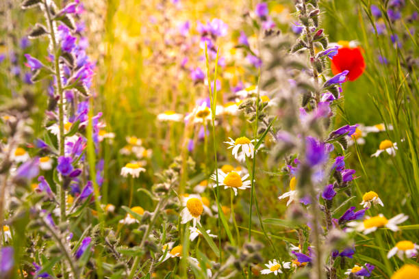 istock White wild flowers in sunlight in summer 1278563188