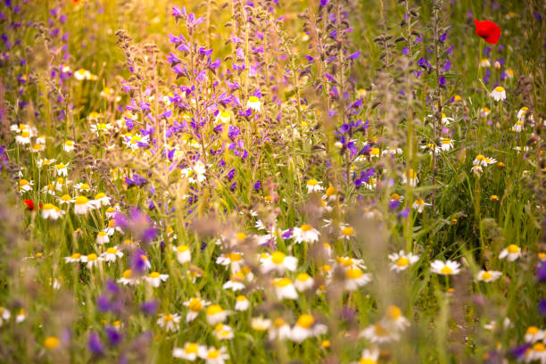 istock White wild flowers in sunlight in summer 1278563292
