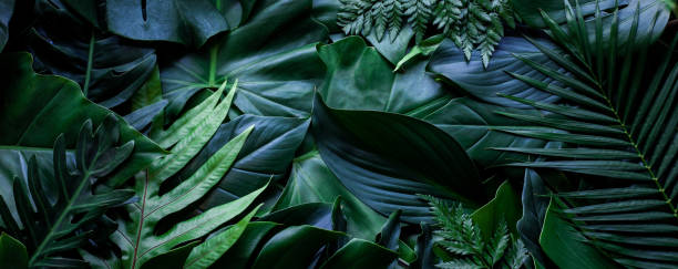 istock closeup tropical green leaf banner background 1278563379
