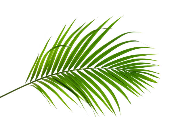istock Green palm leaf isolated on white background 1278563431