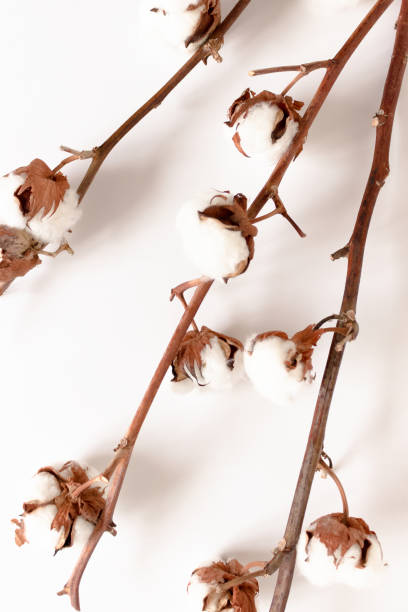 istock Composition with bouquet of cotton branches 1278564433