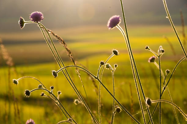 White wild flowers in sunlight