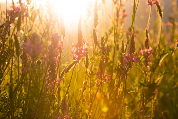 istock Beautiful wild flowers in sunlight in summer 1278564496
