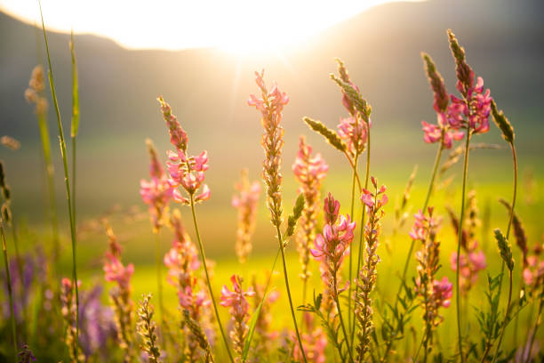 istock Beautiful wild flowers in sunlight in summer 1278564516