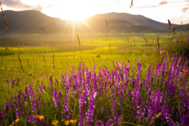 istock Beautiful wild flowers in sunlight in summer 1278564649