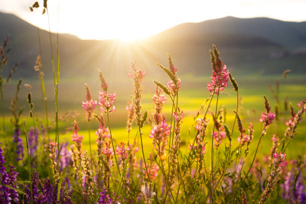 istock Beautiful wild flowers in sunlight in summer 1278564672