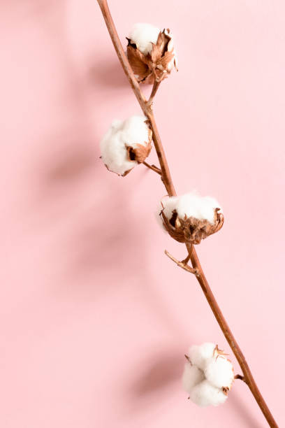 istock Top view of cotton branch on pink background 1278564858
