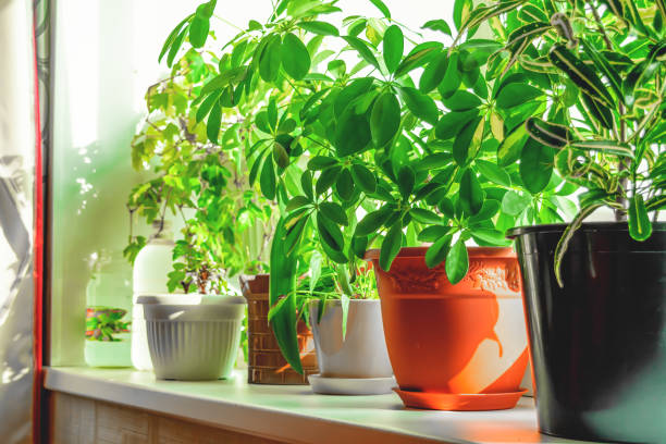 istock Various plants in pots are on the windowsill 1278565640