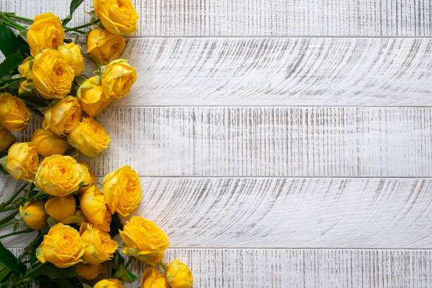 Free Stock Photo of Gorgeous yellow rose with buds against a rustic ...
