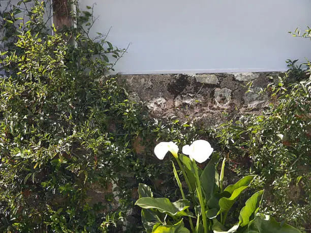 A zanthedeschia plant with her white spades ; flowers of the calla lilly group high section shooted against a old robust wall