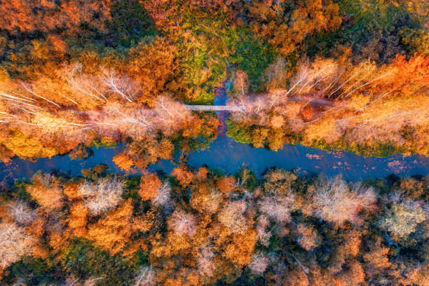 istock River with small wooden bridge in yellow birch forest 1278566091