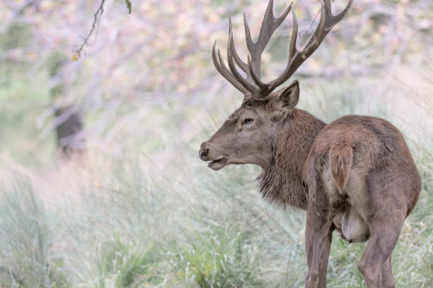 istock The King of Alpine forest (Cervus elaphus) 1278567015