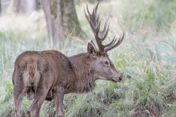 istock Red deer male in the wild (Cervus elaphus) 1278567042