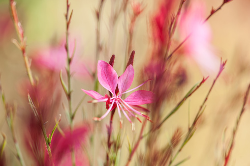 Gaura Pink Flowers on the Soft Autumn Background