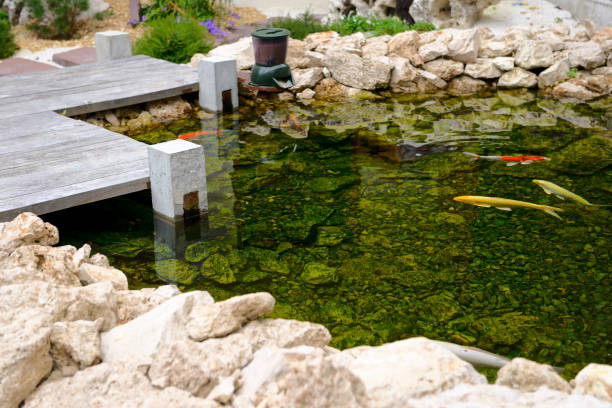 Several large goldfish are swimming in a small pond
