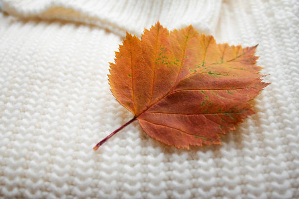 A large bright orange autumn leaf on a background of cozy white warm sweater simple knitting pigtails. The concept of autumn, comfort, coming cold weather, special mood A large bright orange autumn leaf on a background of cozy white warm sweater simple knitting pigtails. The concept of autumn, comfort, coming cold weather, special mood. hawthorn maple stock pictures, royalty-free photos & images