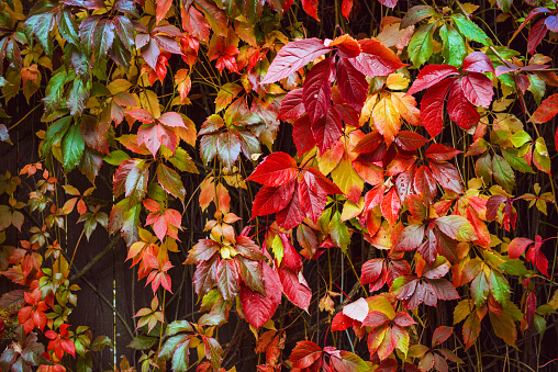 bright beautiful autumn leaves background