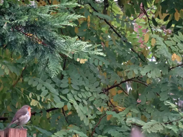 One erithacus rubecula adult thickset bird. Named robin this specie move near forest. Shooted perched on wooden post in the foreground.