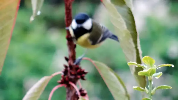 A parus major full length perched on plant who seems looking at camera. Defocused nice wild life in a 16x9 photgraphy