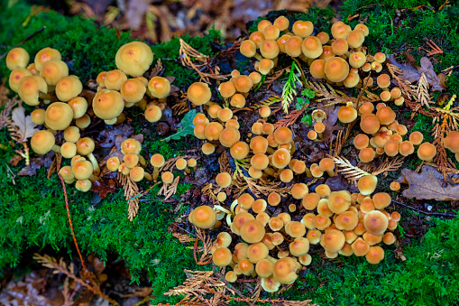 Mushroom Family