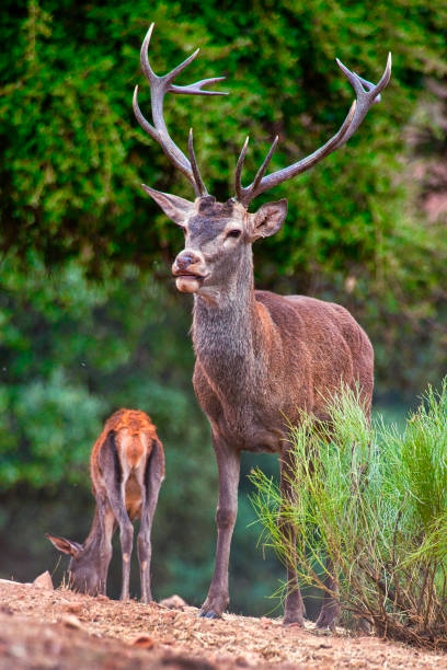 red deer, monfrage nationalpark, spanien - bioreserve vertical spain europe stock-fotos und bilder